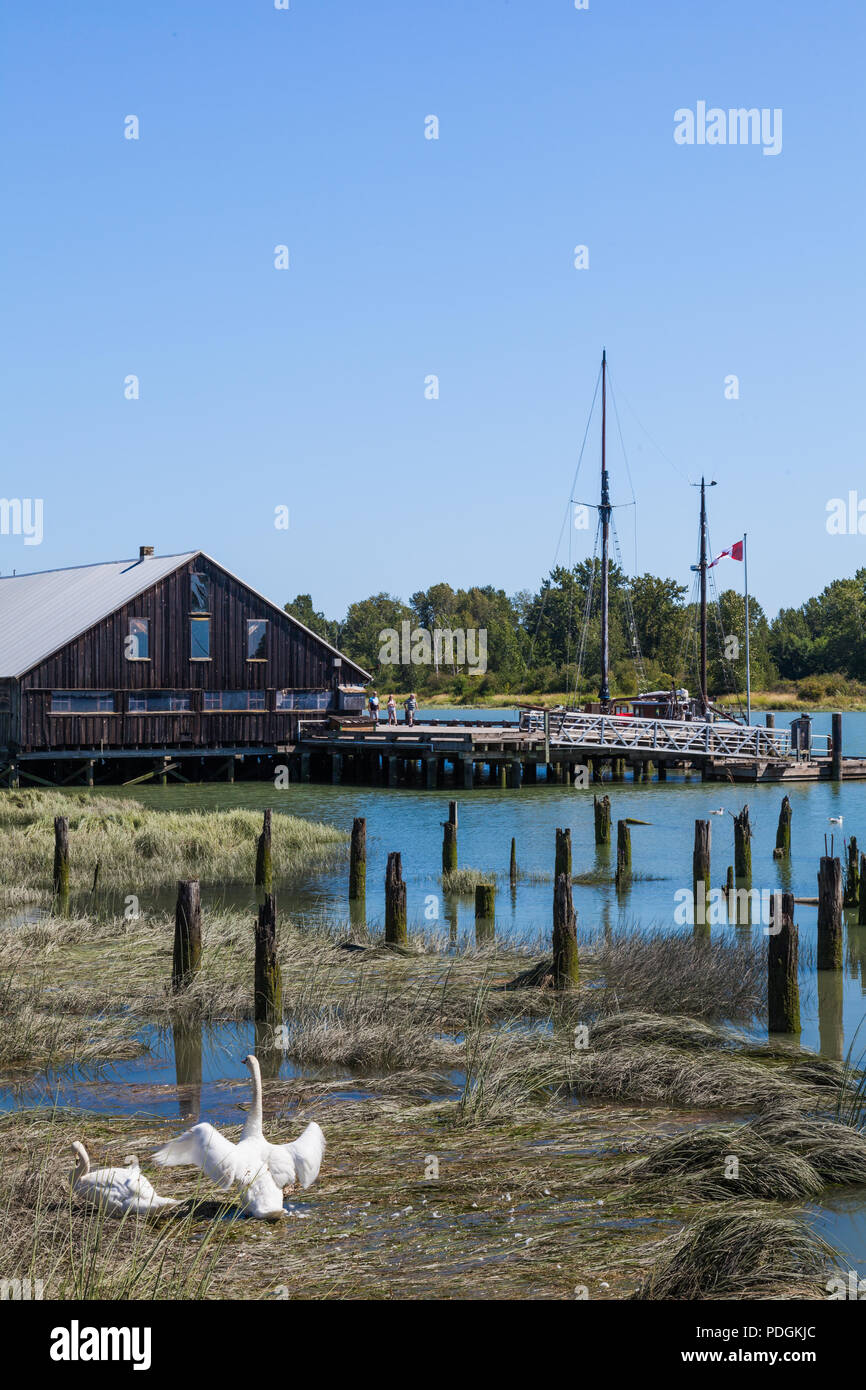 Cigni Preening nella palude di marea sulle rive del fiume Fraser in Steveston, British Columbia Foto Stock