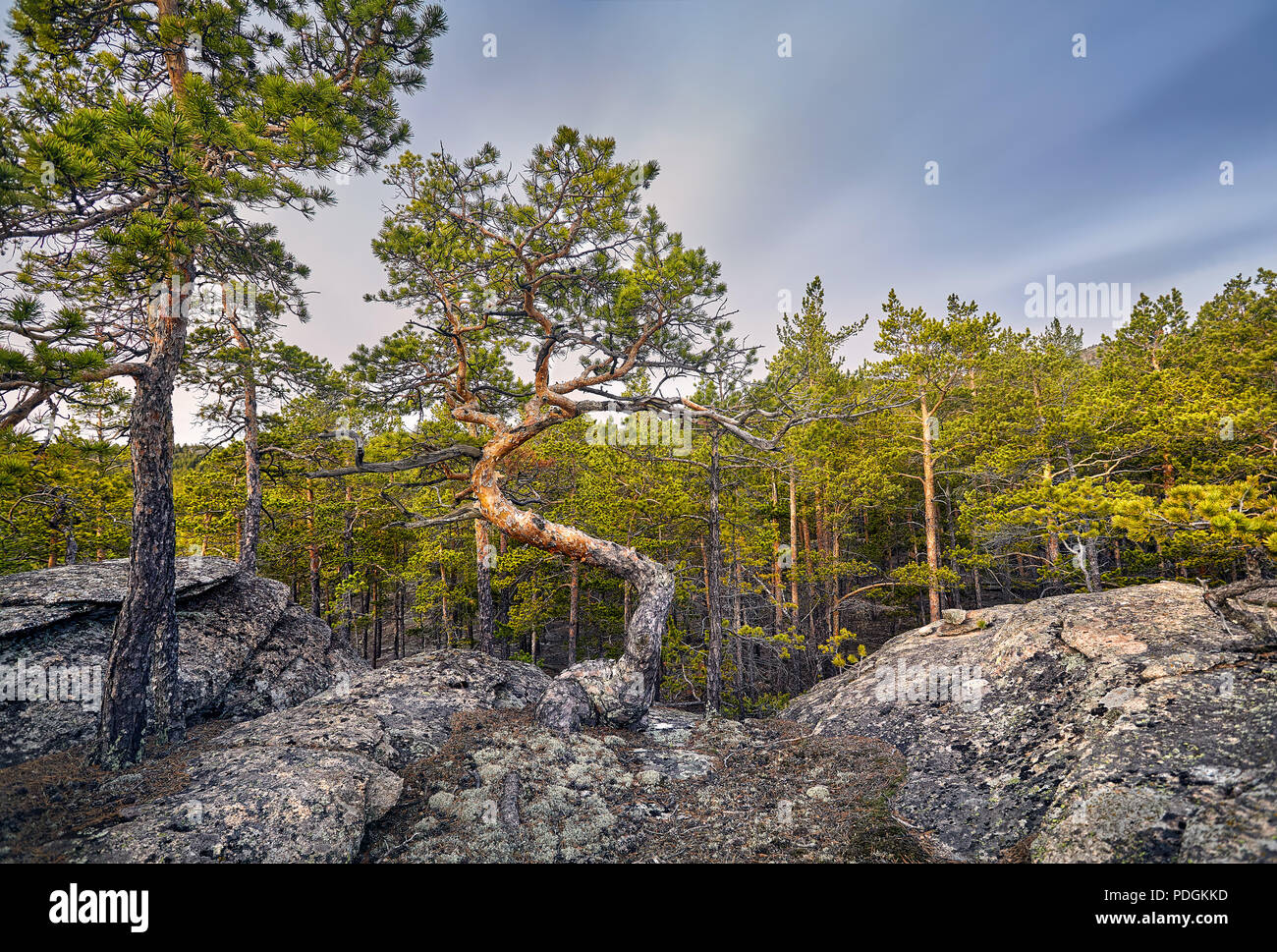 Bellissima vista di alberi di pino ecologico pulire la foresta di Karkaraly parco nazionale in Kazakistan centrale Foto Stock