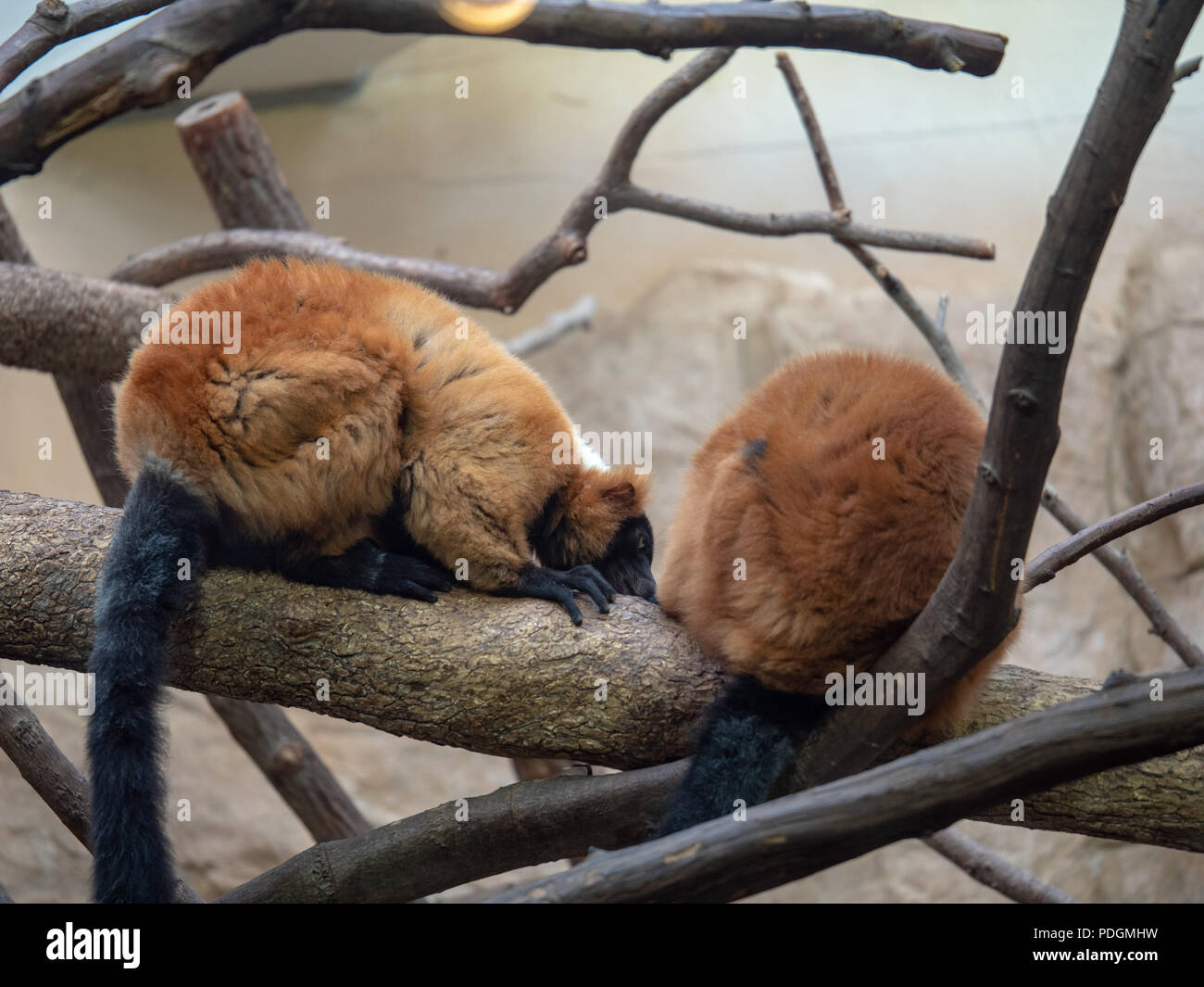 Red ruffed lemuri varecia rubra correre lungo un ramo di albero Foto Stock