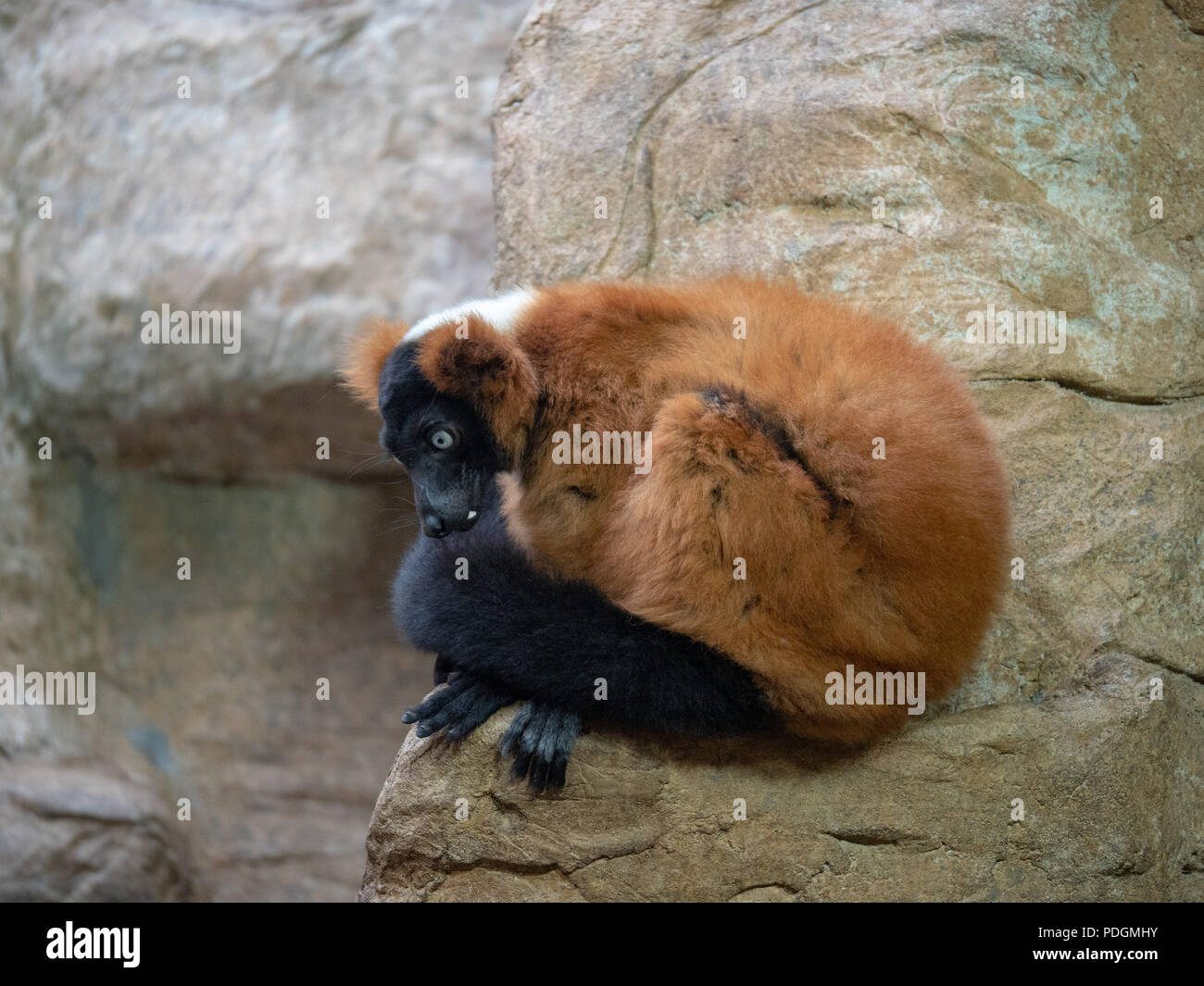 Rosso lemure ruffed varecia rubra siede sulla roccia e guarda a sinistra Foto Stock