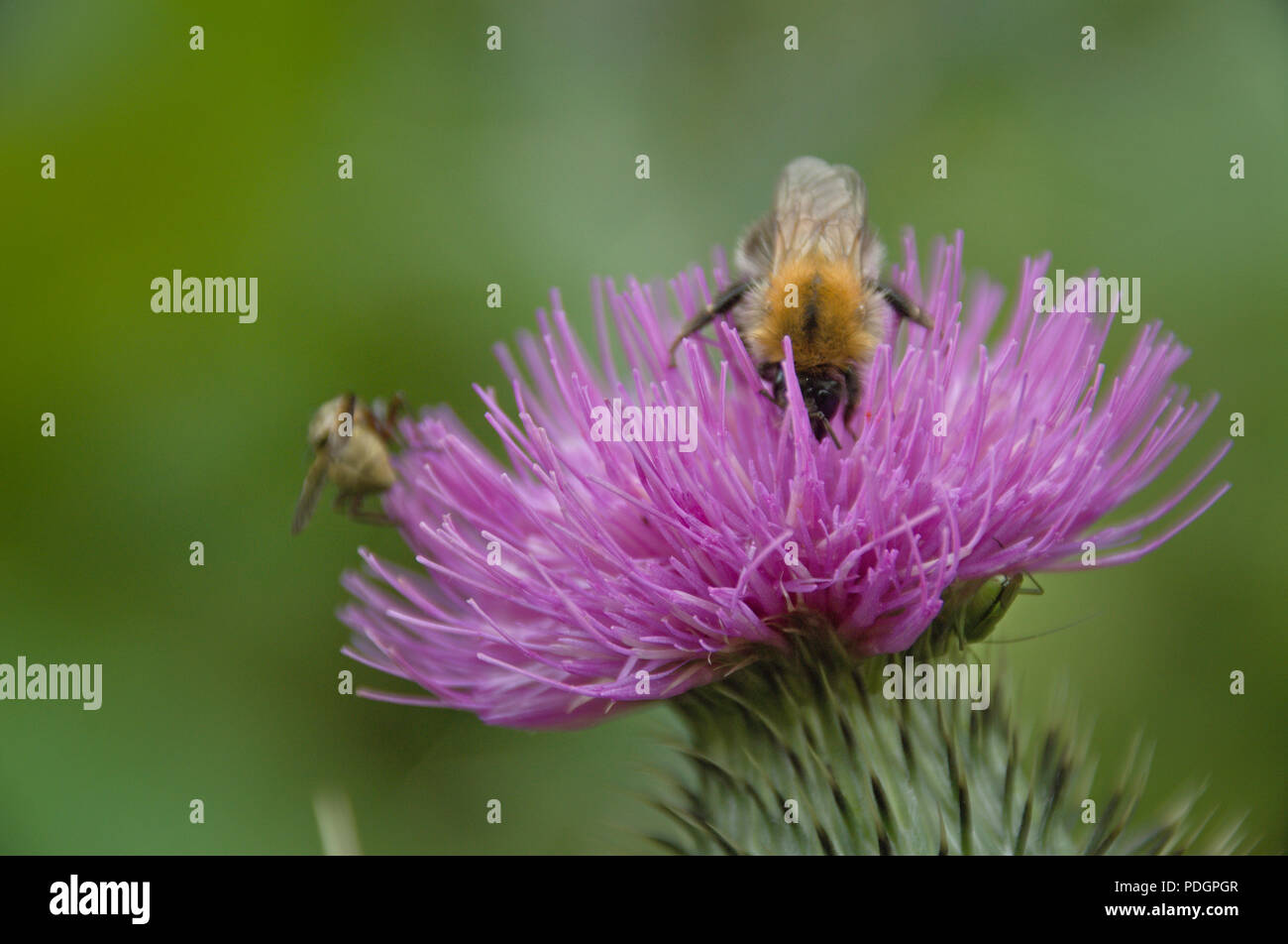 Api a lavorare su una montagna di fiori viola di cardi con verde-giallo bokeh, close up dettaglio, formato orizzontale Foto Stock