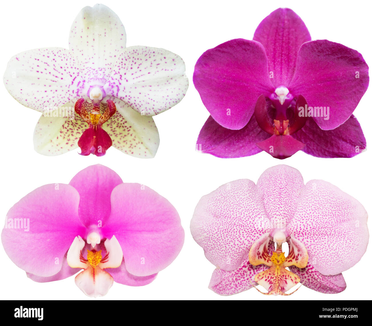 Orchidee fiori isolati collezione di piante tropicali impostato Foto Stock