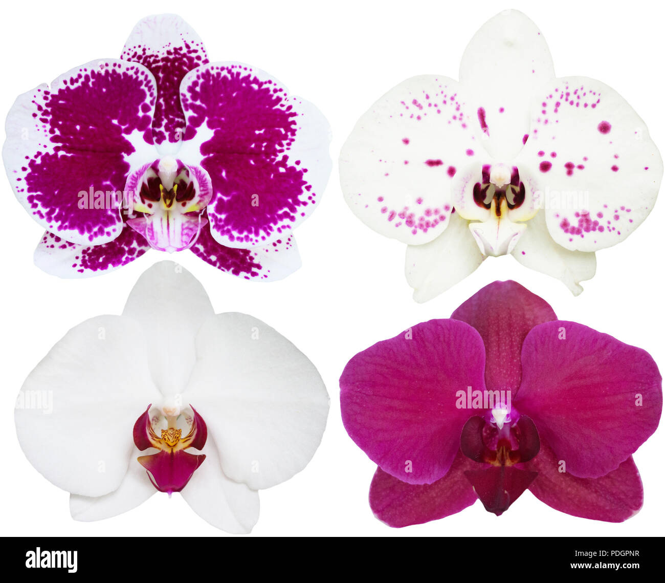 Orchidee fiori isolati collezione di piante tropicali impostato Foto Stock