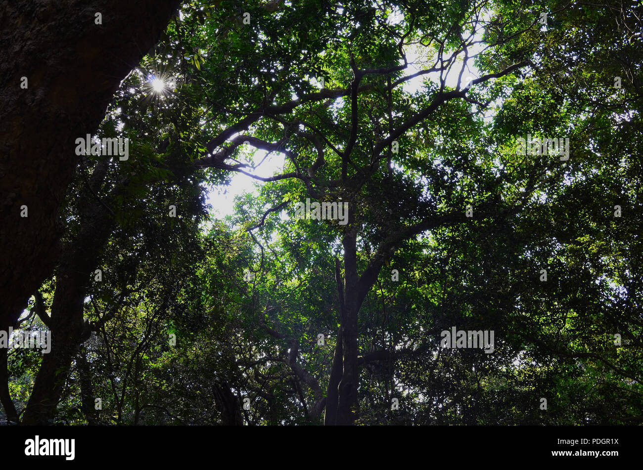 Un tropicale ricca foresta indiana Foto Stock