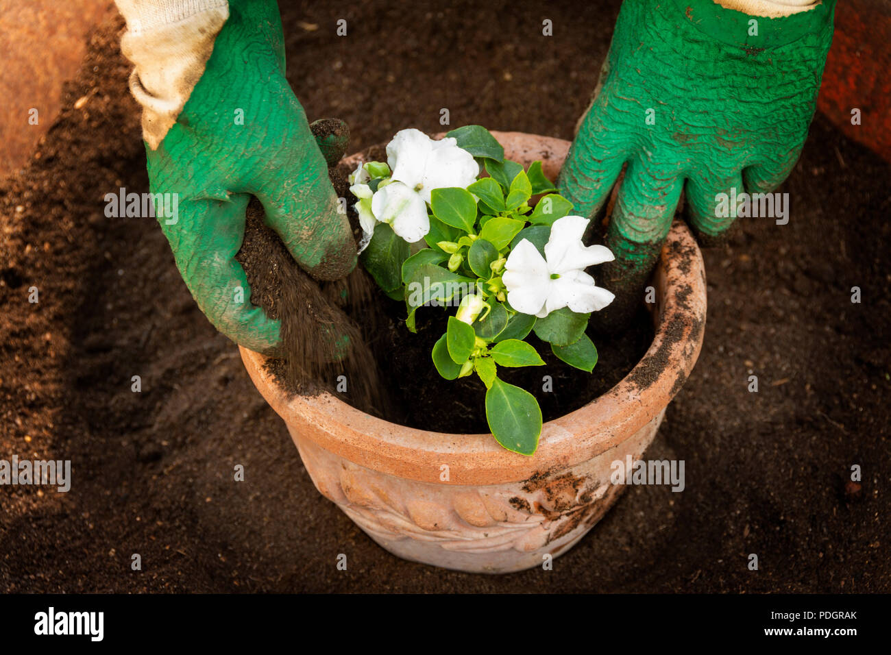 Immagine simbolo di giardinaggio, close up, donna di piantare piante in vaso, Francia, Europa Foto Stock