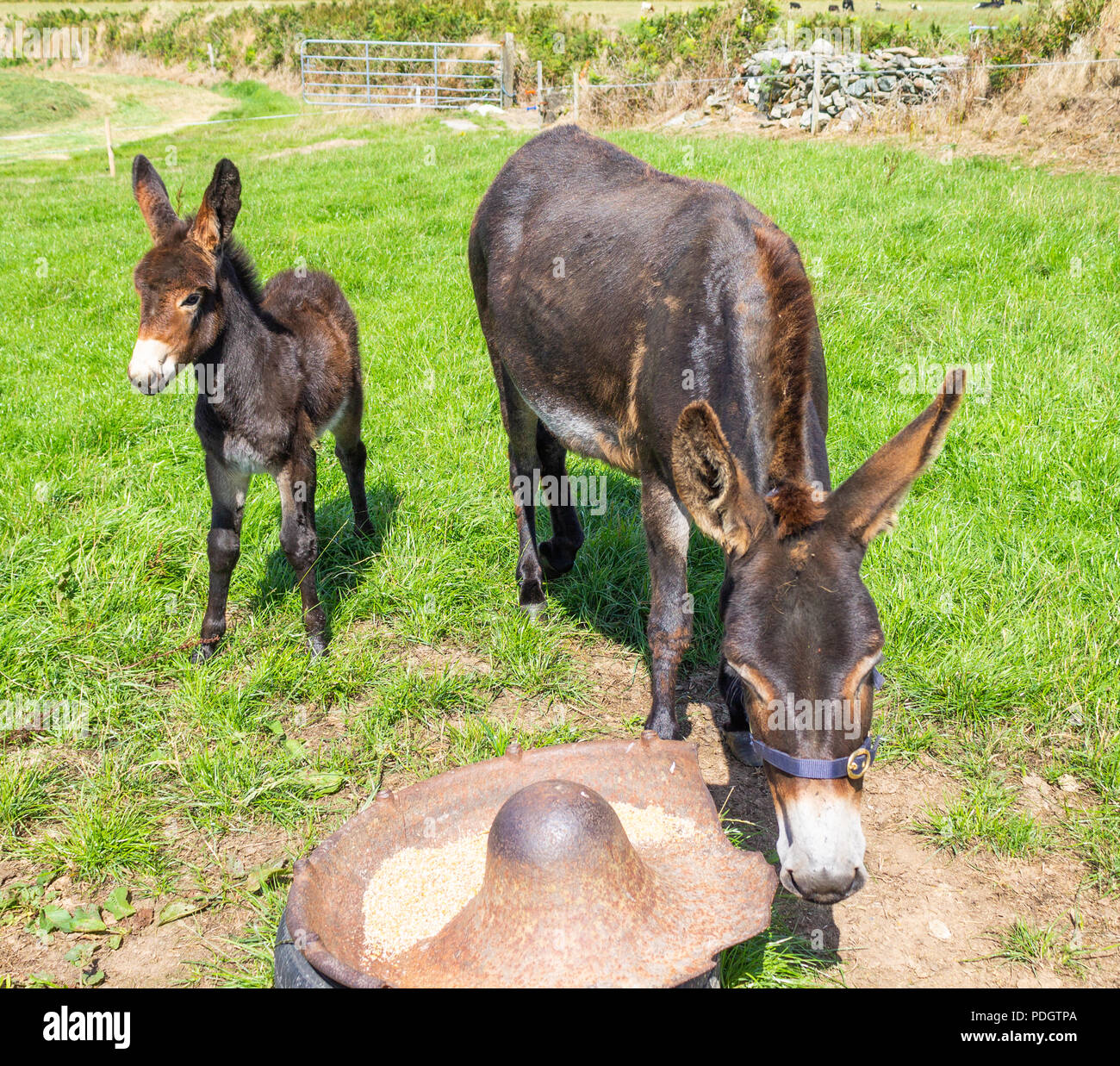 Equus asinus, asino mare e puledro Foto Stock