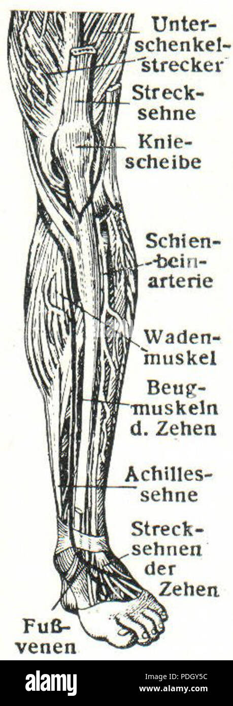 231 Muskeln des Beines (Meyers) Foto Stock