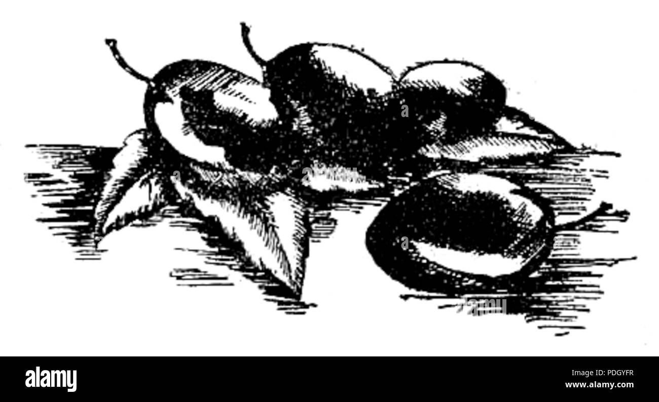 233 Nalewki i likiery p03 Foto Stock