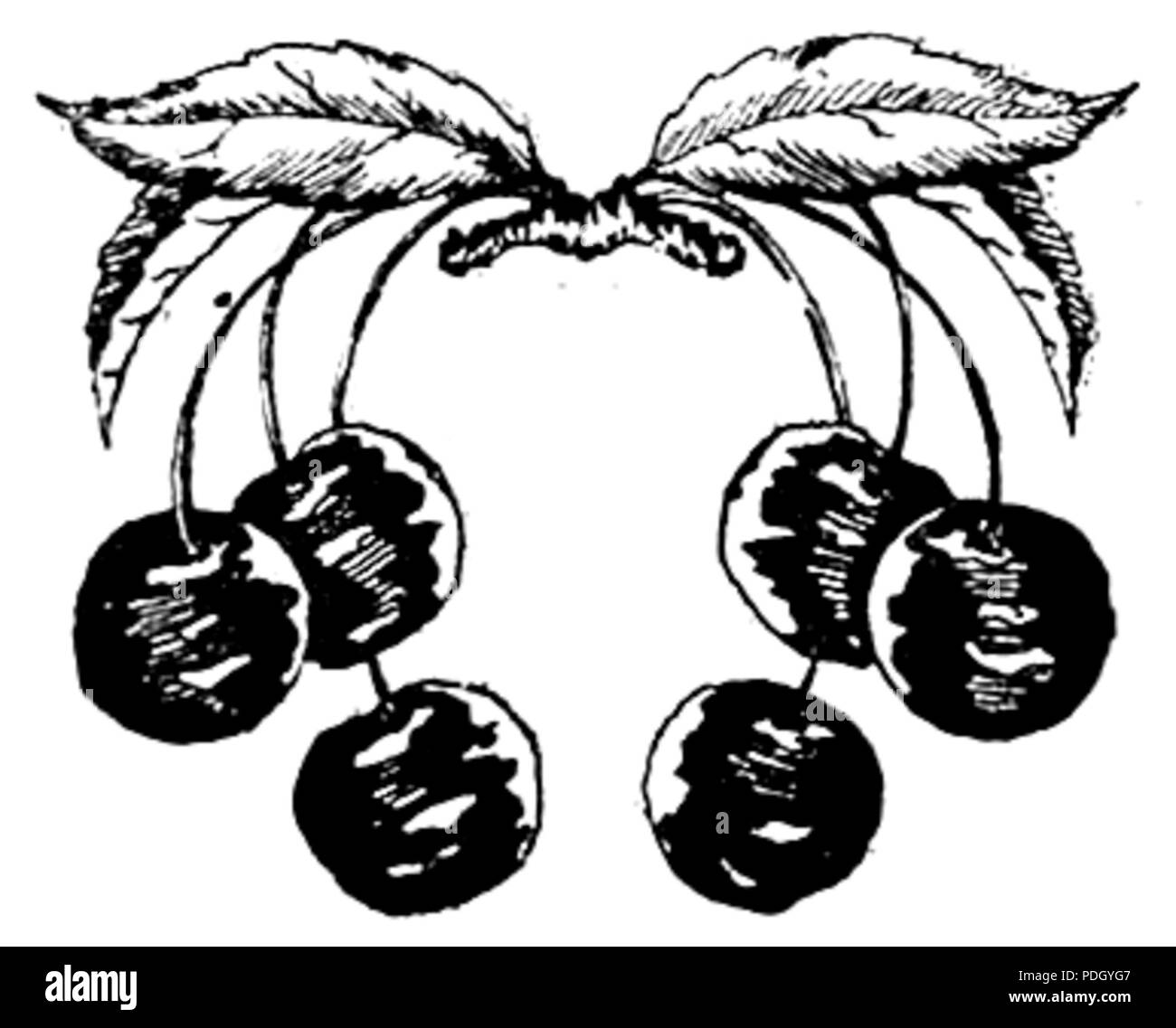 233 Nalewki i likiery p20 Foto Stock