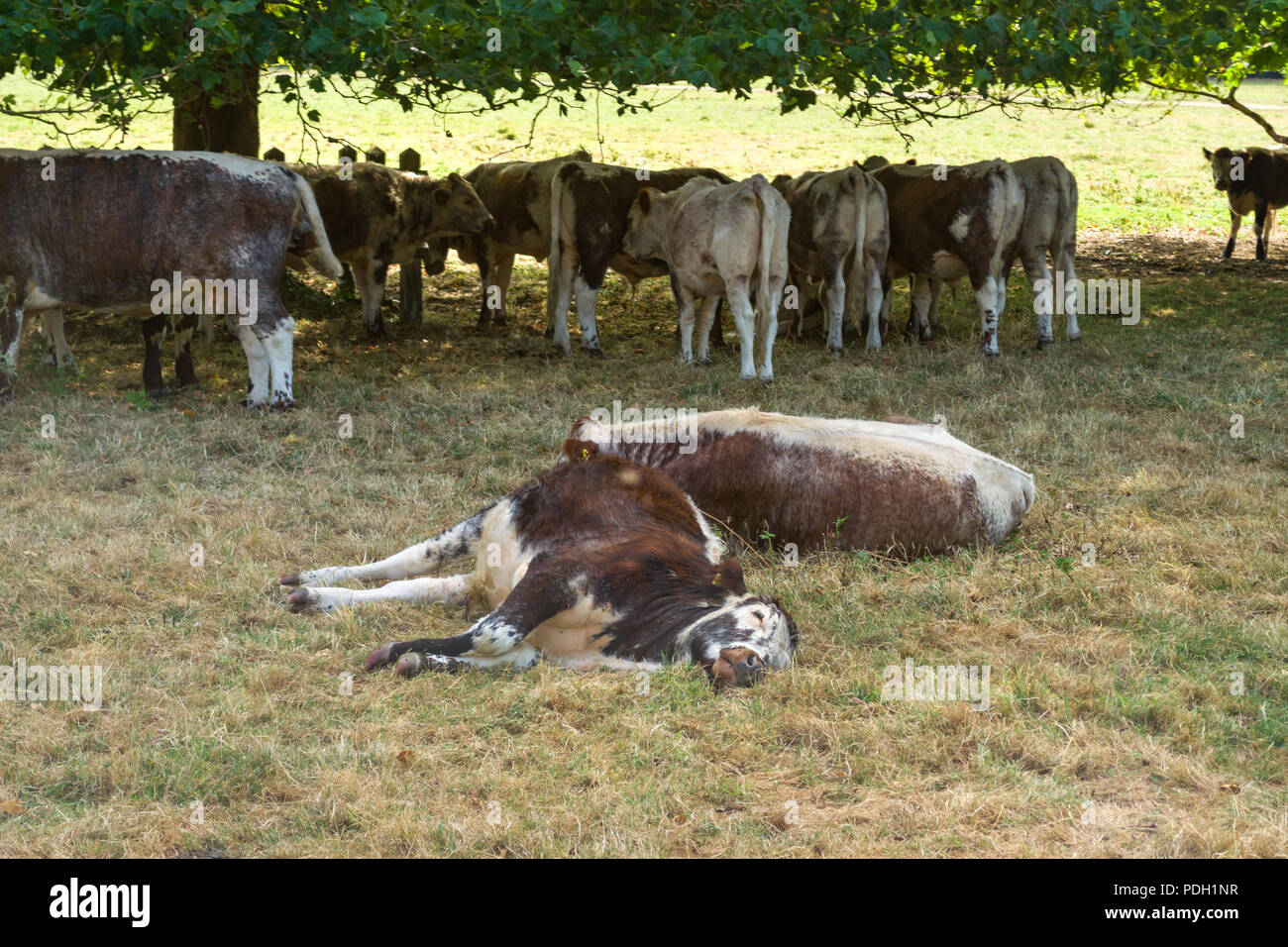 Una mandria di mucche riposare all'ombra di alberi a Stourbridge comune su un giorno di estate, Cambridge, Regno Unito Foto Stock