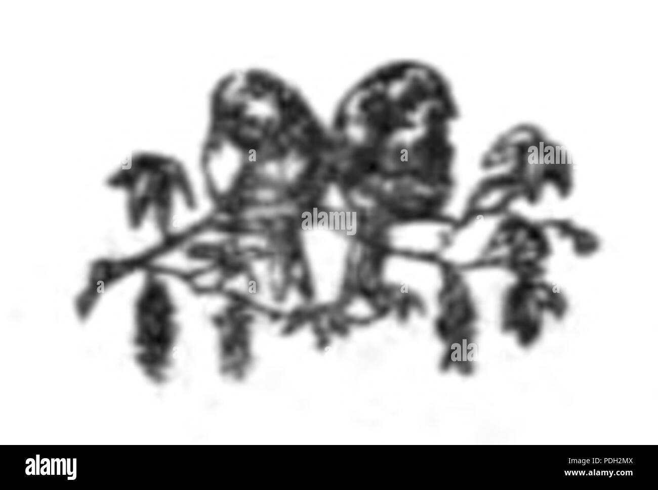 257 Perełka p03 Foto Stock