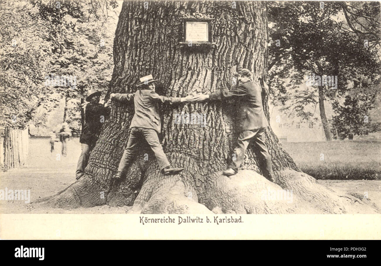 189 Körnerův dub - kmen (Dalovice) pohlednice cca 1900 Foto Stock