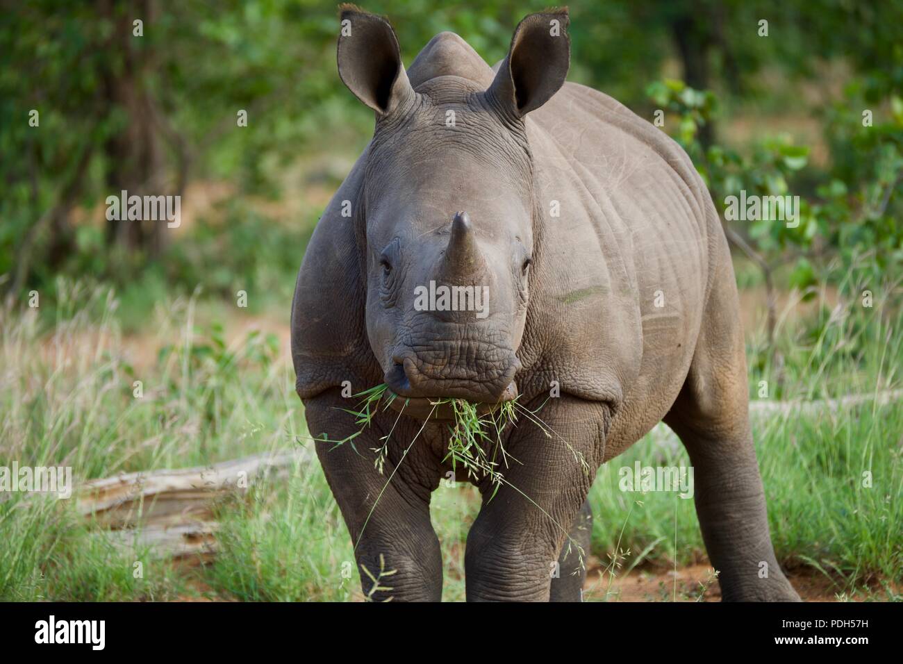 Baby rinoceronte bianco chewing sull'erba Foto Stock