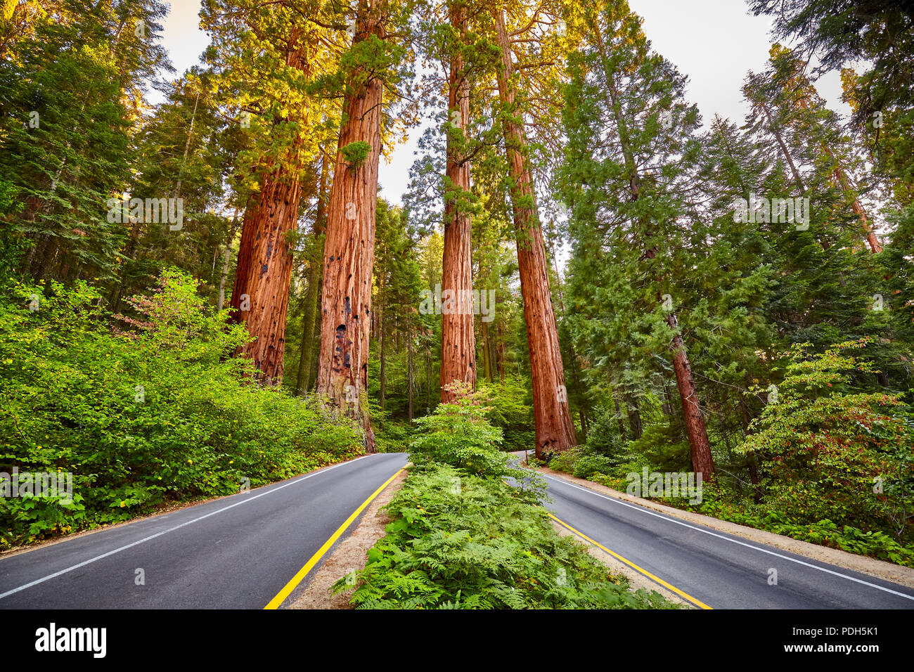 Strada panoramica nel Parco Nazionale di Sequoia al tramonto, California, Stati Uniti d'America. Foto Stock