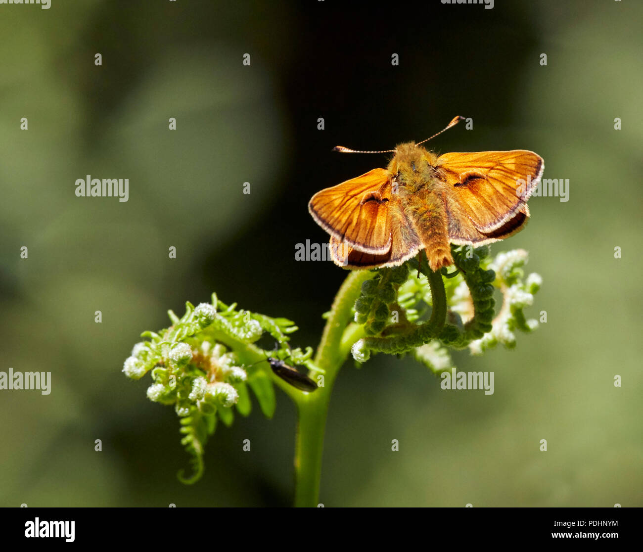 Grande Skipper arroccato su bracken. Bookham Commons, Surrey, Inghilterra. Foto Stock