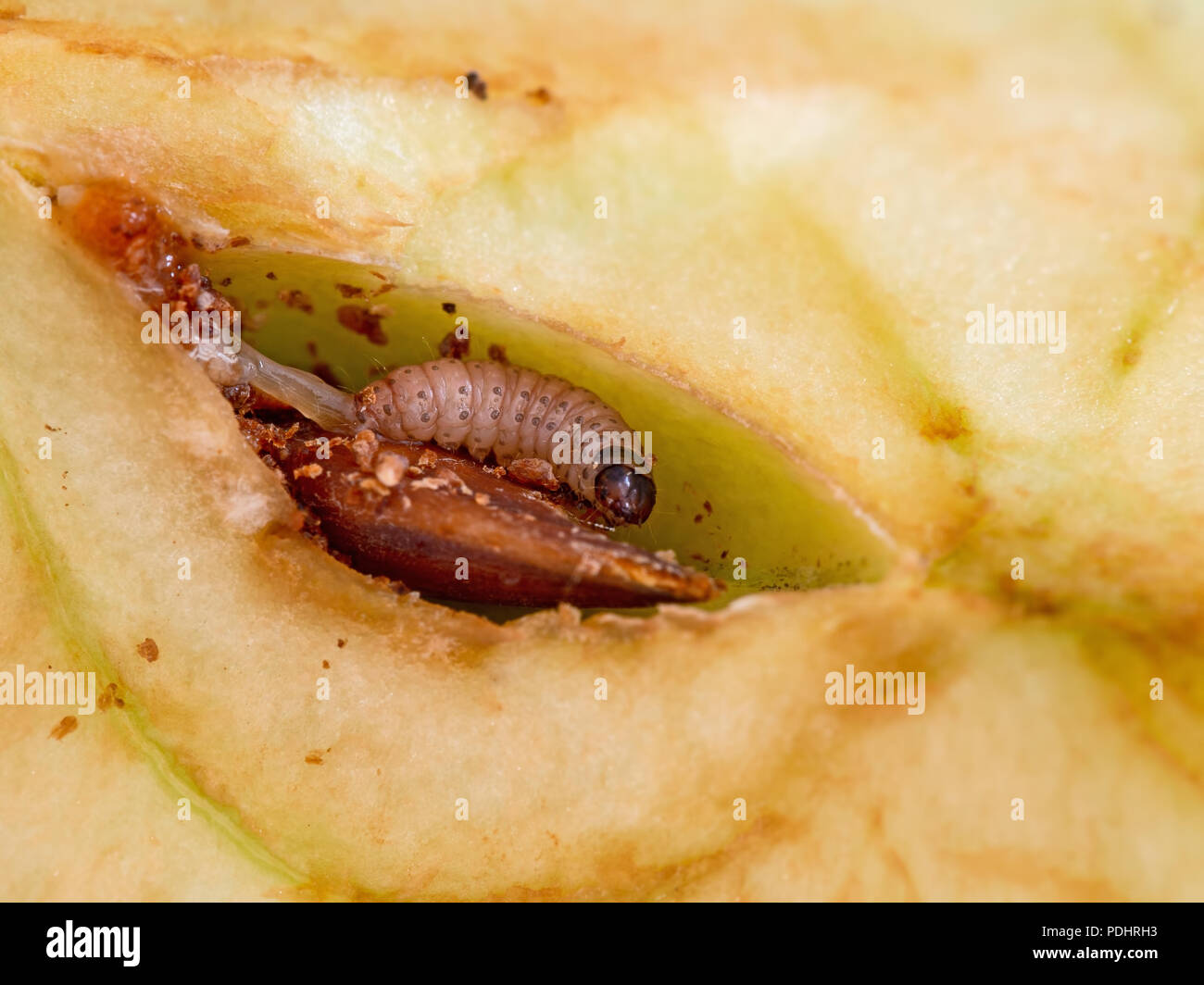 Carpocapsa del melo larva, Cydia pomonella grub, larva. Caterpillar felicemente a mangiare nel mio apple. Macro di questo organismo nocivo. Foto Stock