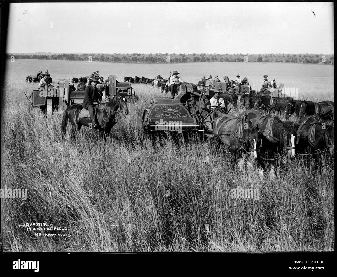 55 La raccolta in un campo di grano (2363514272) Foto Stock
