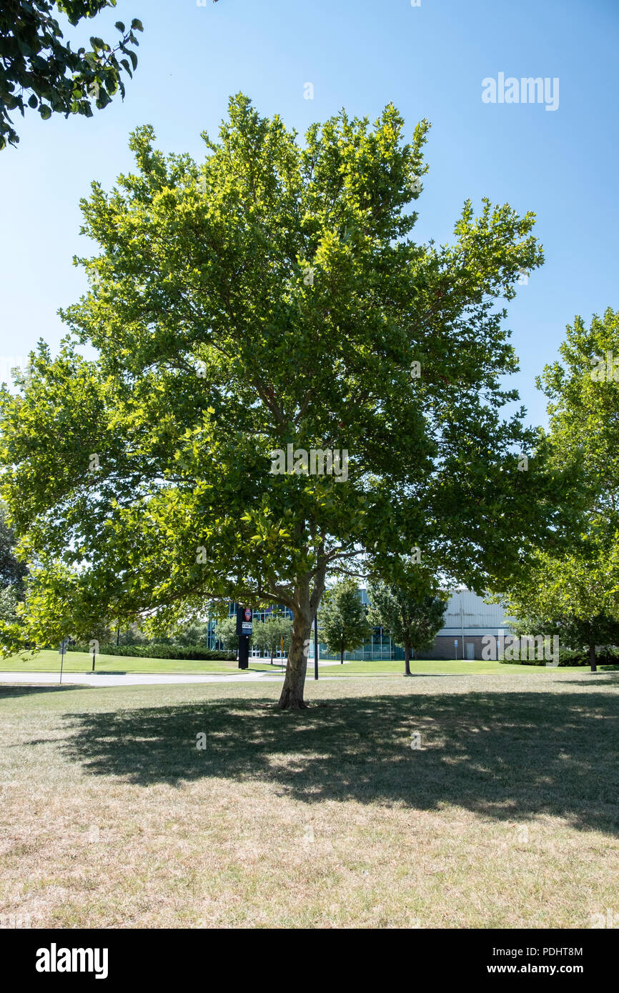 Un Americano di sicomoro, Platanus occidentalis, durante il periodo estivo di Wichita, Kansas, Stati Uniti d'America. Foto Stock