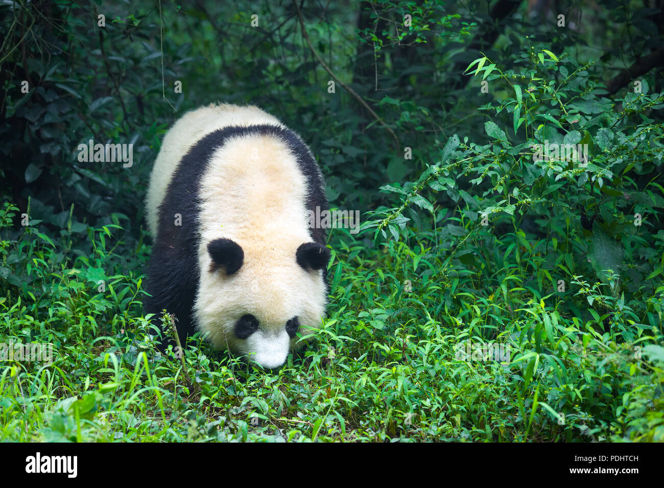 Un adulto panda gigante passeggiate nella foresta in Cina Foto Stock