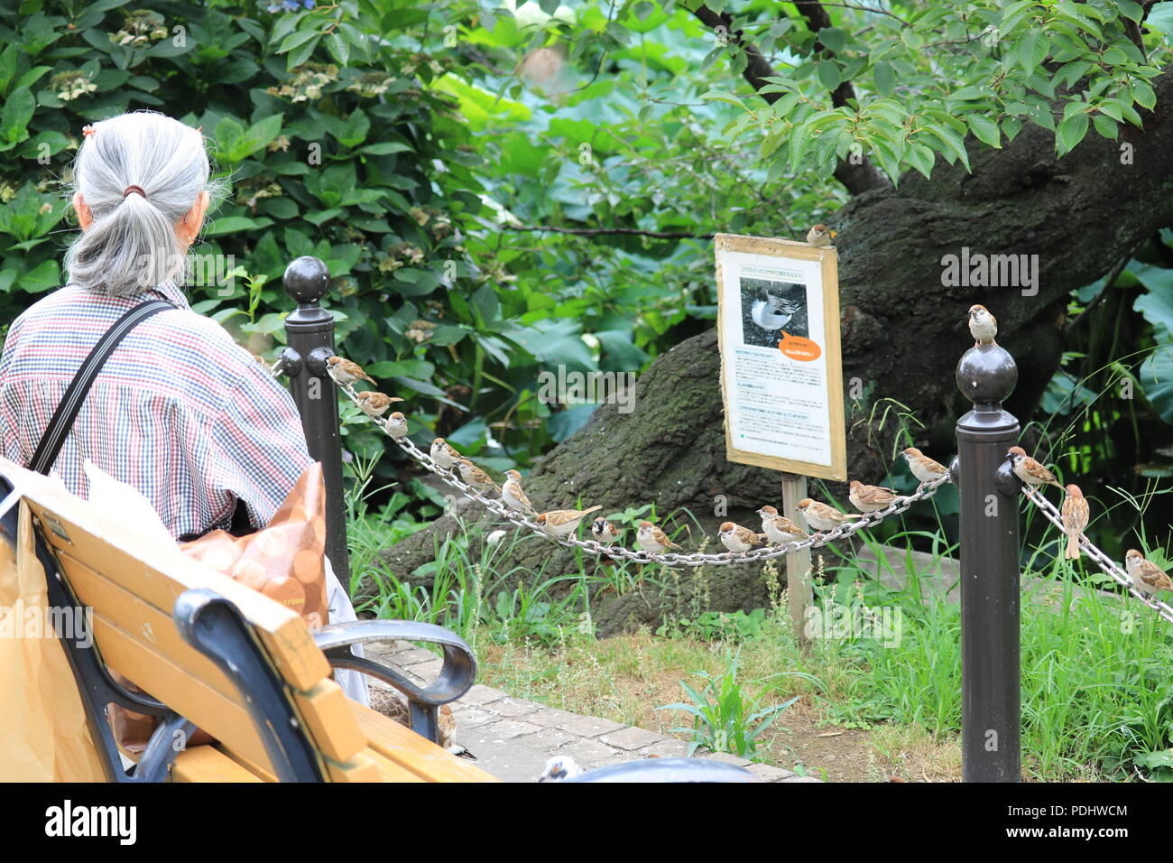 La solitudine,invecchiamento & bird watching Foto Stock