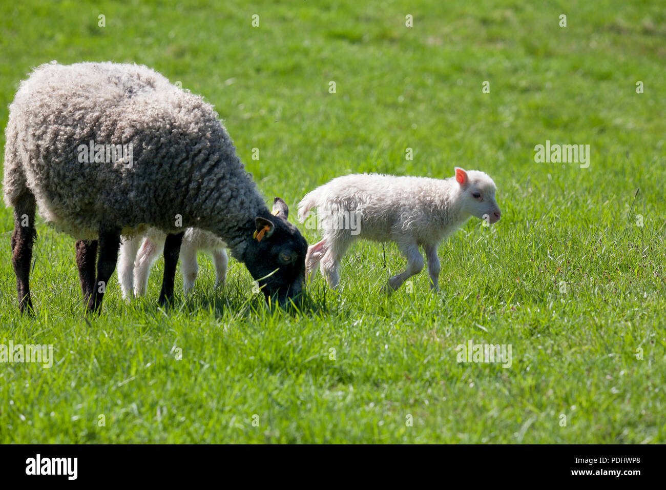 Pecore al pascolo con agnello 2018 Foto Stock