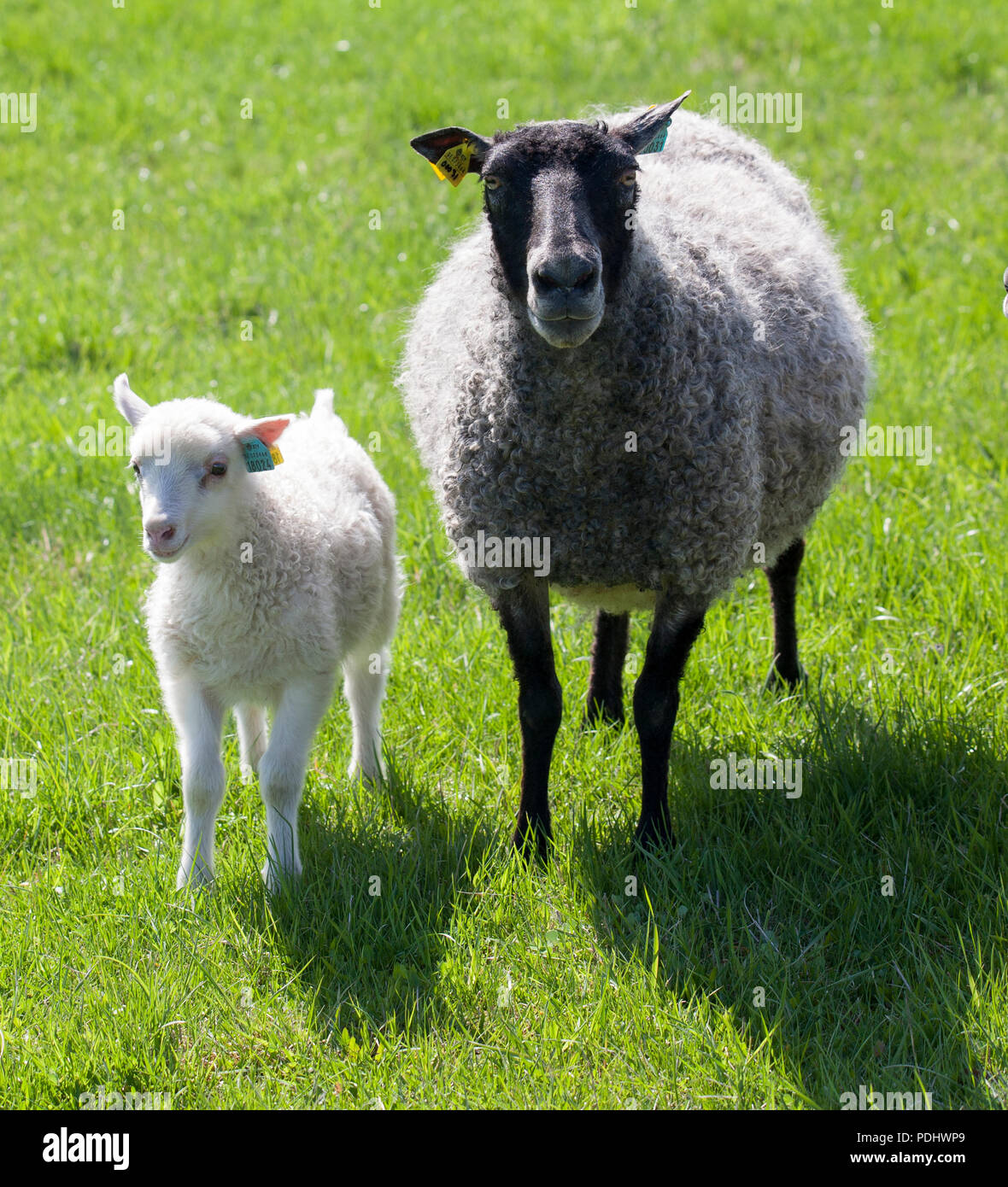 Pecore al pascolo con agnello 2018 Foto Stock