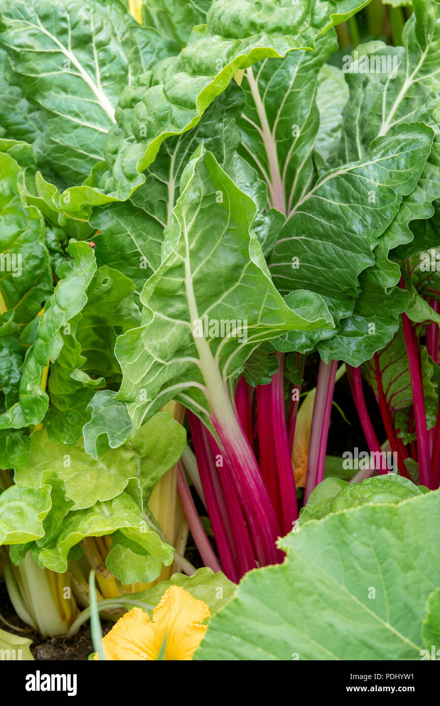 Beta vulgaris. Bieta "luci luminose' in una patch vegetale Foto Stock