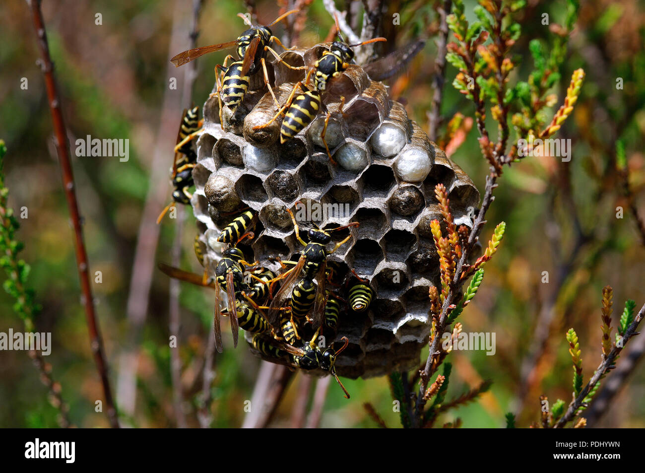 Carta su wasp nest - Guèpes polistes au nid - Polistes gallicus - Sud della Francia. Foto Stock