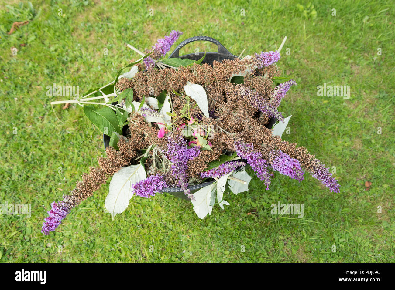 Deadheading - dead buddleja o buddleia le teste dei fiori nel giardino trug dal di sopra Foto Stock