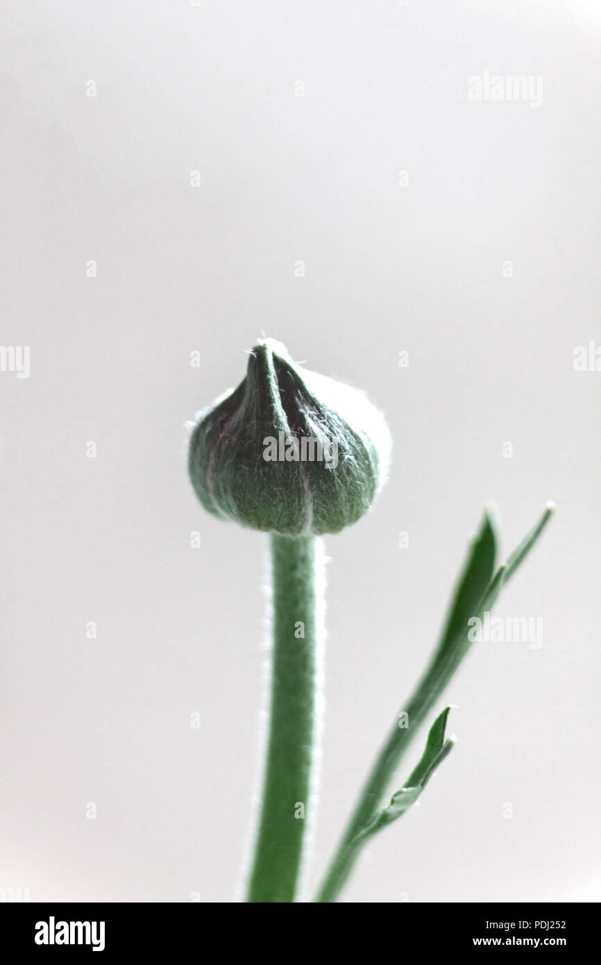 Bud di rosso ranunculus flower su sfondo grigio. Foto Stock