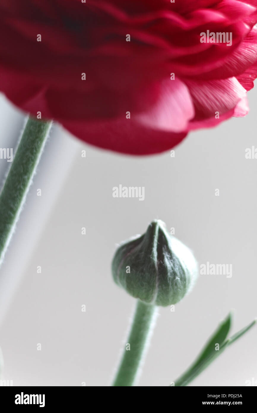 Bud di rosso ranunculus flower su sfondo grigio. Foto Stock