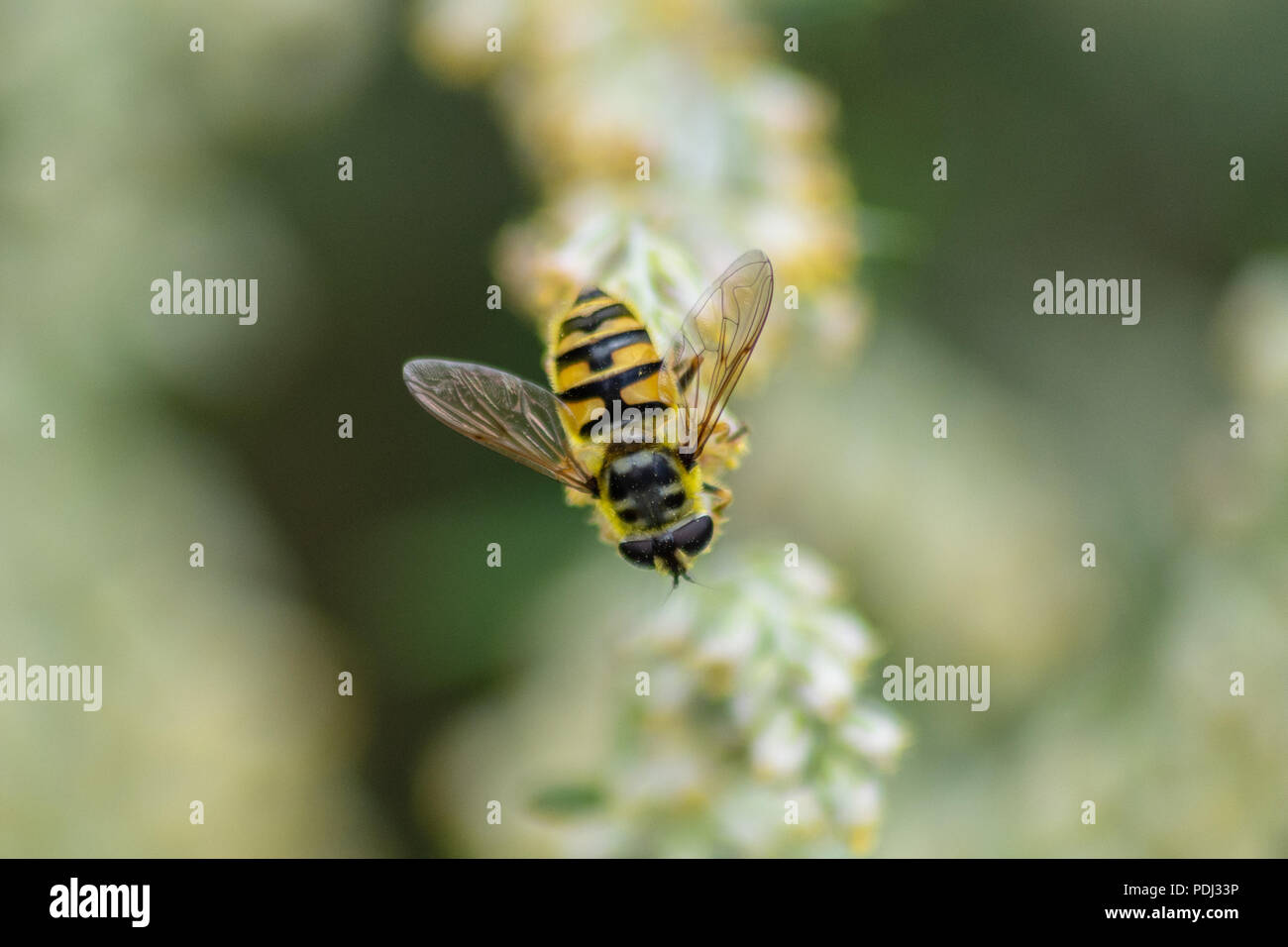 Hover fly Myathropa florea arroccato su un fiore nel sole Foto Stock
