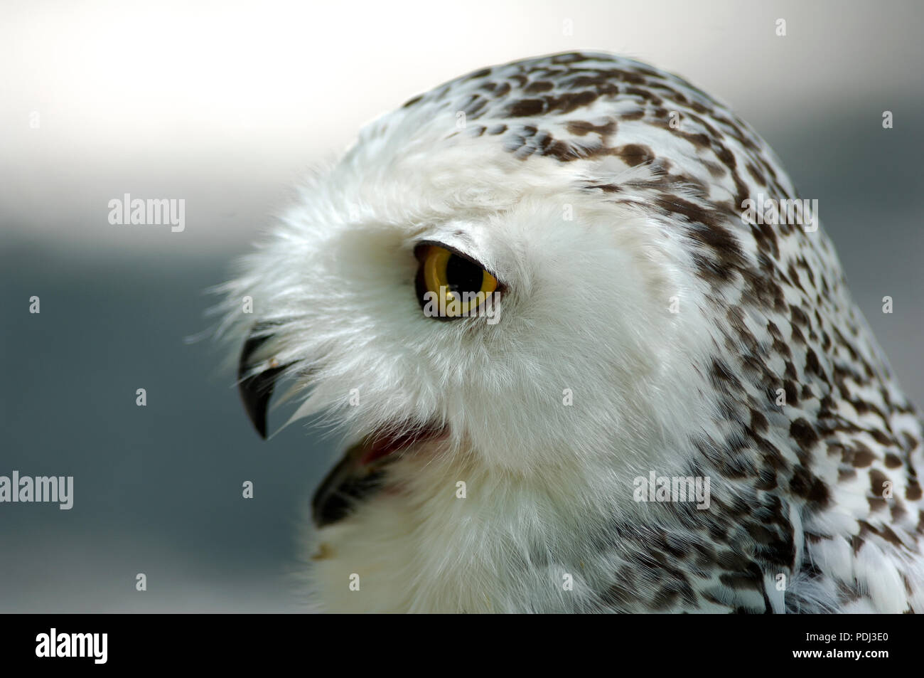 Harfang des Neiges - civetta delle nevi - ritratto - Nyctea scandiaca Foto Stock