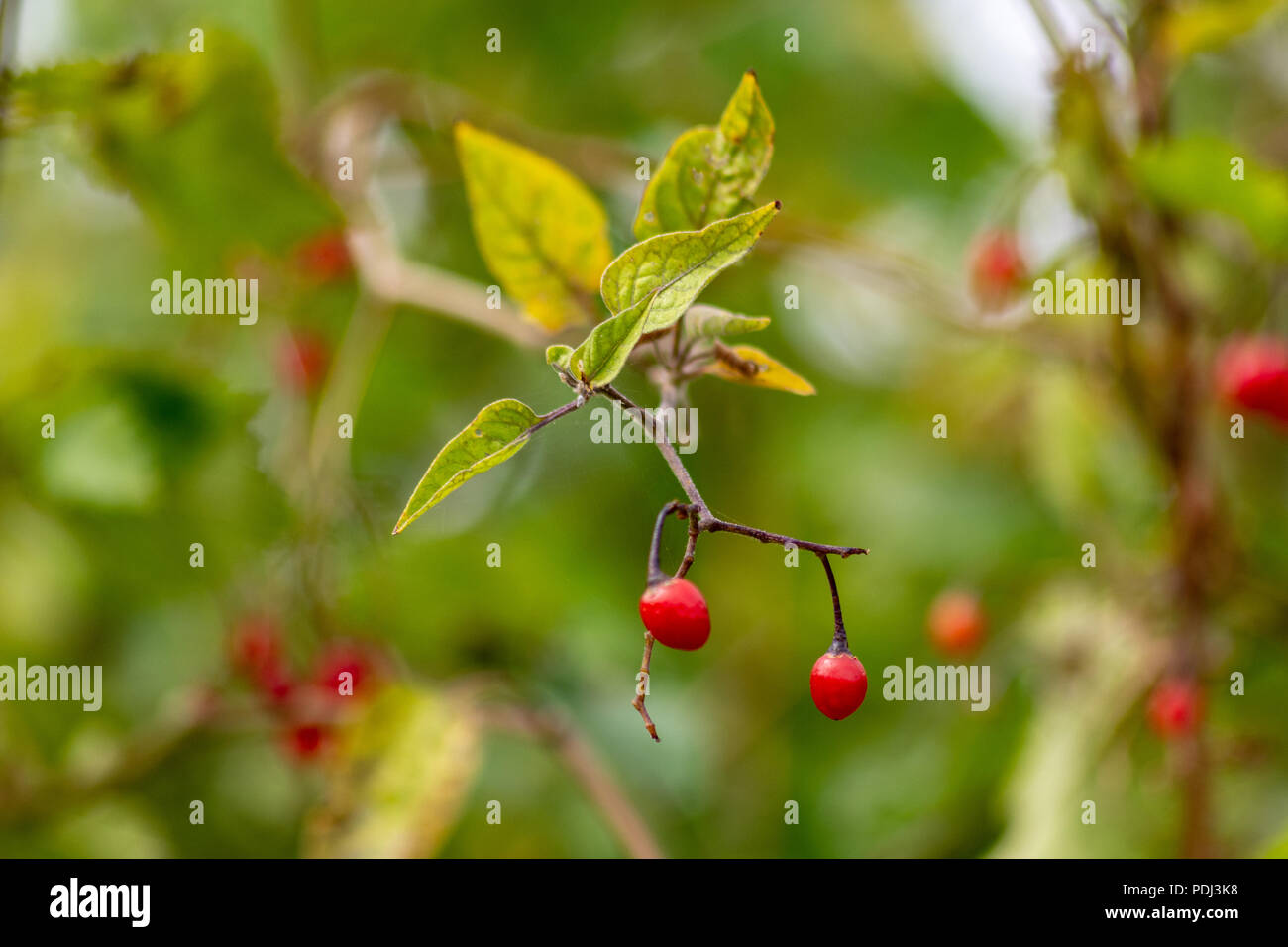 Velenoso bacche rosse di woody nightshade Solanum dulcamara Foto Stock