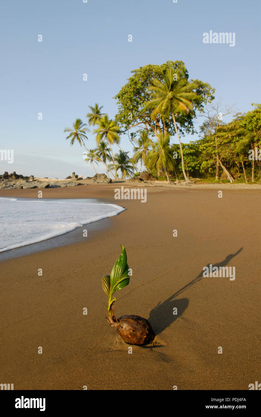 La germogliazione di cocco sulla spiaggia, parco nazionale di Corcovado, Costa Rica Foto Stock