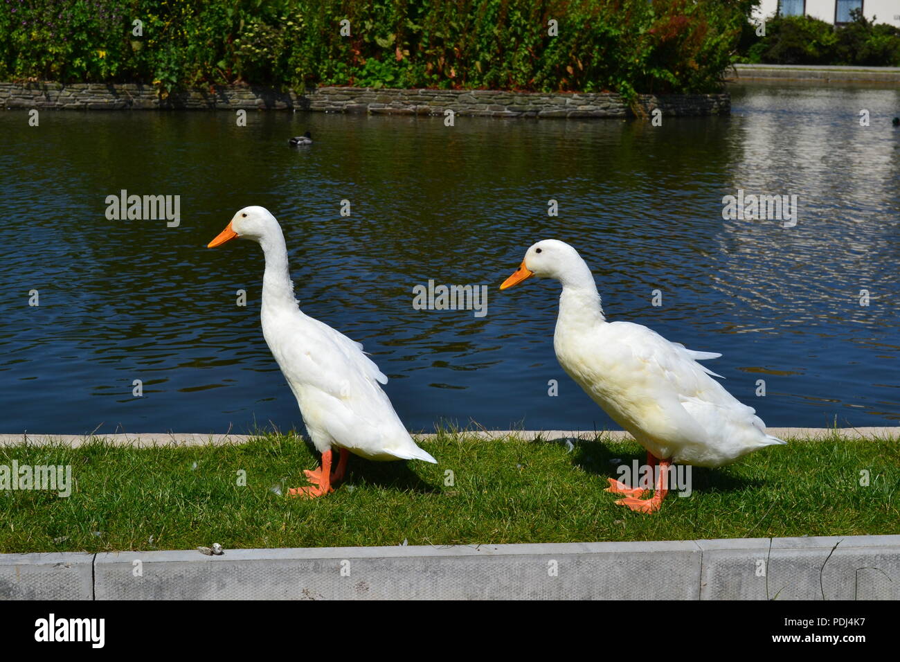 Due anatre accanto a un lago Foto Stock