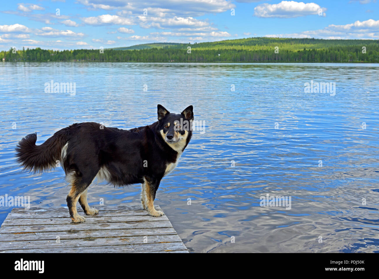 Lapponian herder (Lapinporokoira o carenza di Lapp renne cane o Lapsk Vallhund) sullo sfondo del lago blu. La Lapponia finlandese Foto Stock