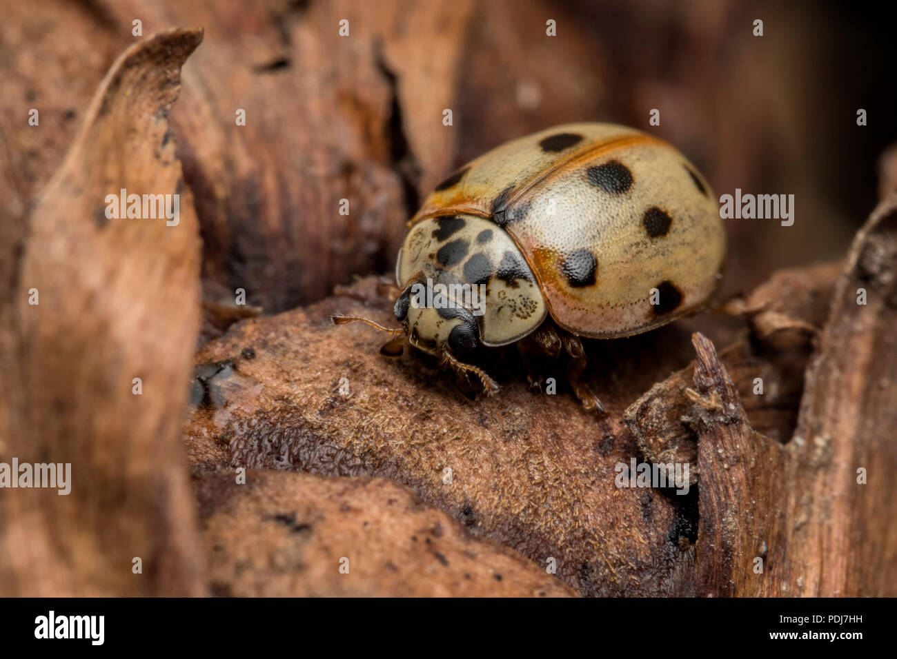 10-spot Ladybird (Adalia decempunctata) seduti all'interno del cono di pino. Tipperary, Irlanda Foto Stock