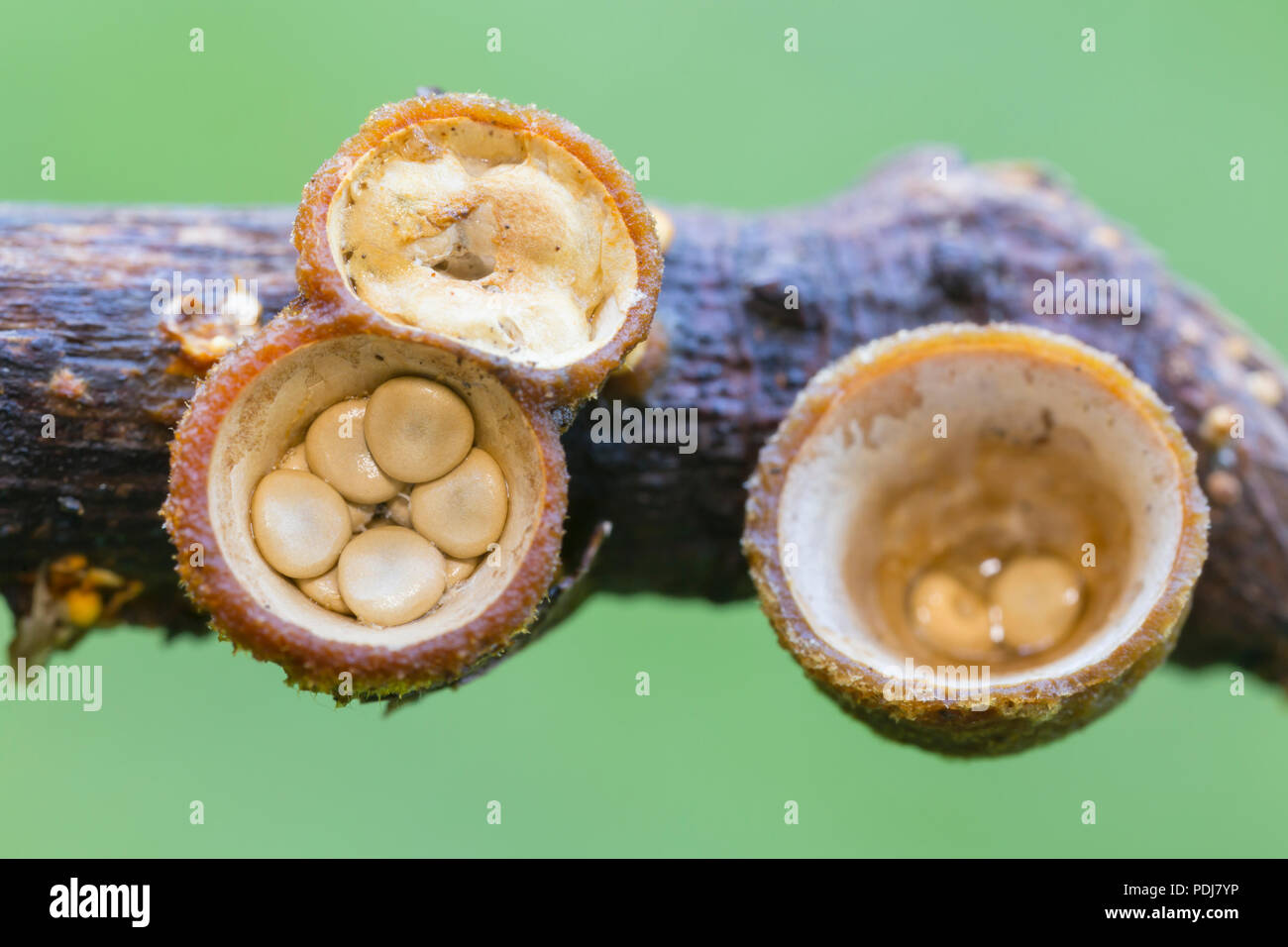 White Bird's Nest Fungo (Crucibulum laeve) corpi fruttiferi con uova a forma di peridioles all'interno del "NEST". Foto Stock