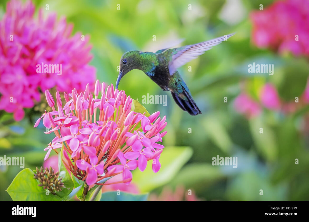 Verde-throated carib hummingbird-Eulampis holosericeus alimentazione su un Ixora Flower(Ixora coccinea) sull'isola di Antigua. ©Wildwoods fotografia Foto Stock