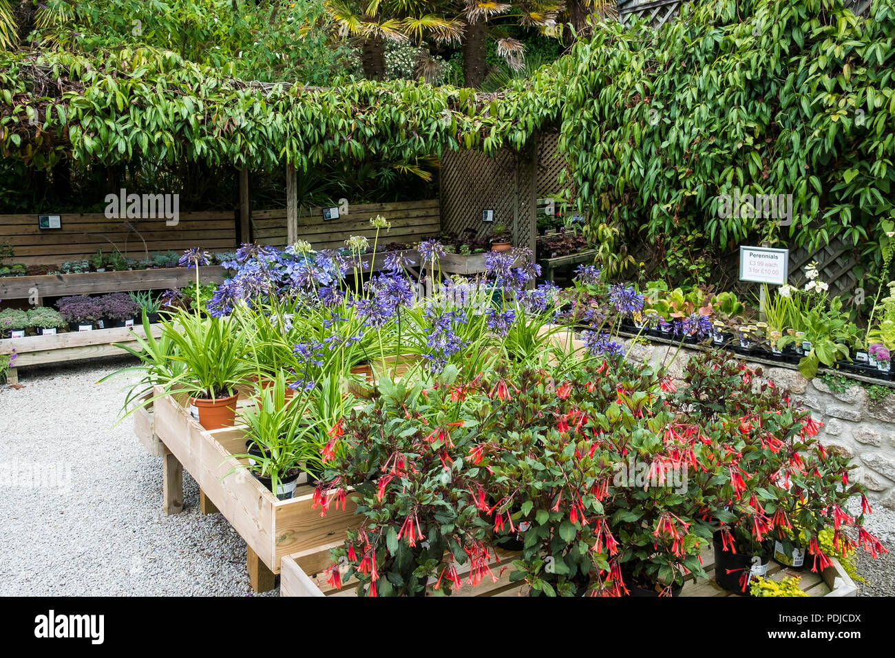 Una varietà di piante in vendita presso il giardino Trebah centro di piante in Cornovaglia. Foto Stock