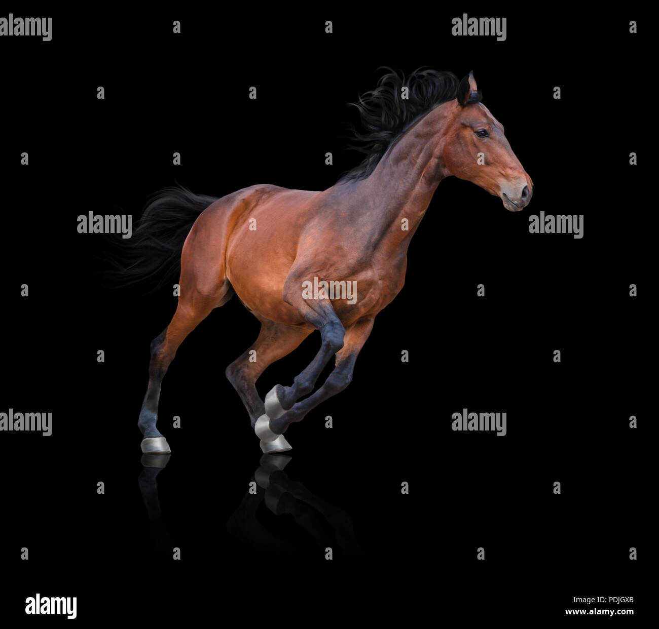 Baia di corse di cavalli su sfondo nero Foto Stock