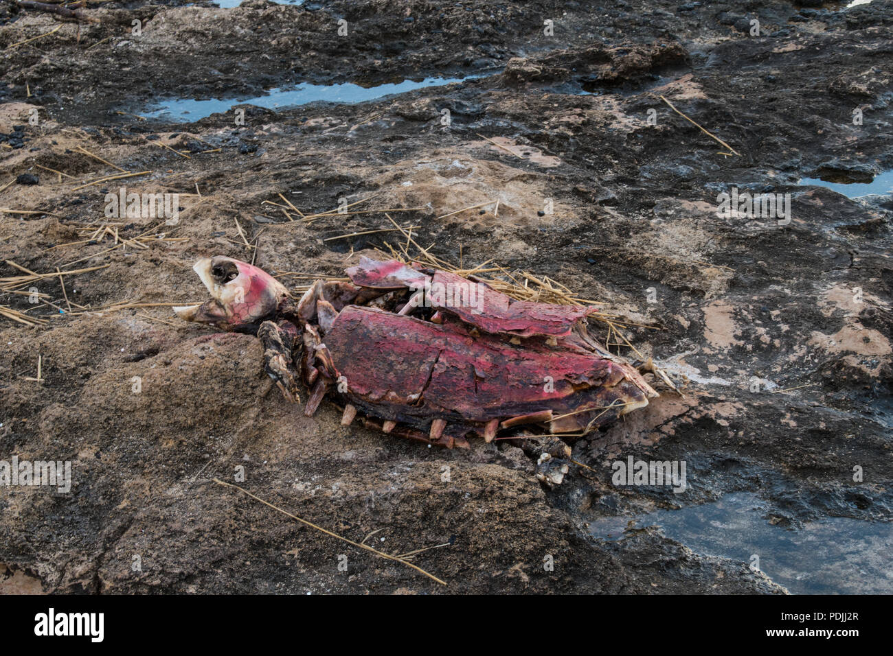 Resti di tartaruga sulla spiaggia, Paphos, Cipro Foto Stock