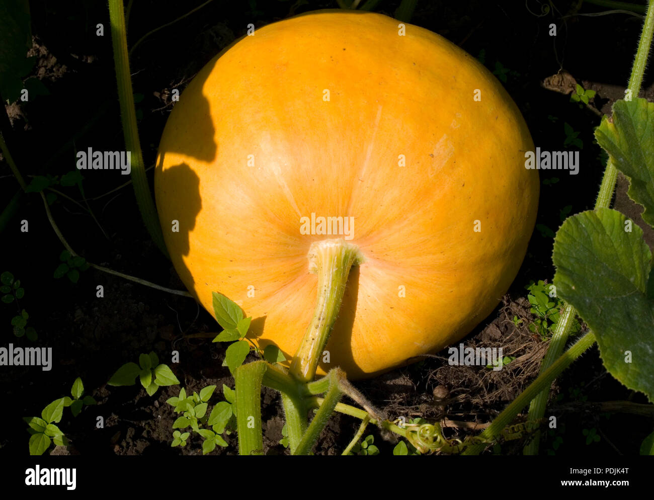 La zucca su una patch vegetale Foto Stock