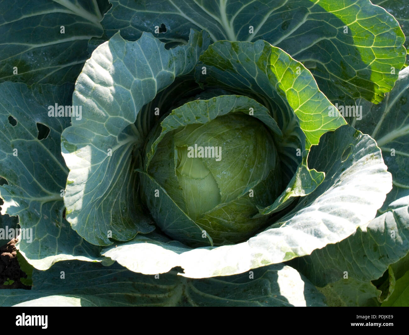Cavolo, su una patch vegetale Foto Stock