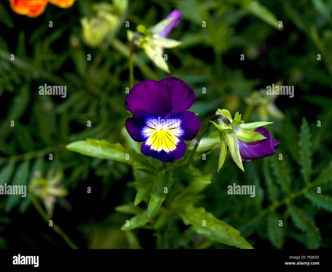 Viola tricolore di fiori nel giardino Foto Stock
