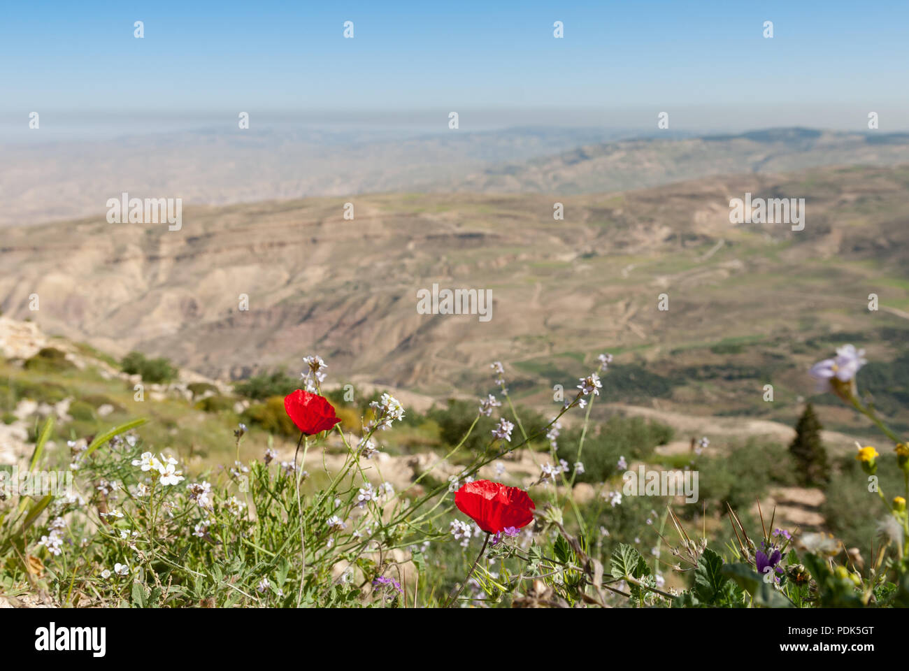 Due papaveri rossi nella primavera del prato si affaccia sulla splendida vallata, paesaggio, Giordania Foto Stock