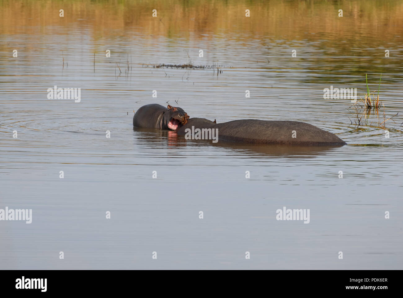 Ippopotamo baby giocando con la madre in acqua a bocca aperta Foto Stock