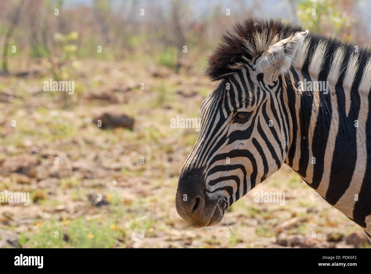 Ritratto di Zebra testa con erba culm in bocca Foto Stock