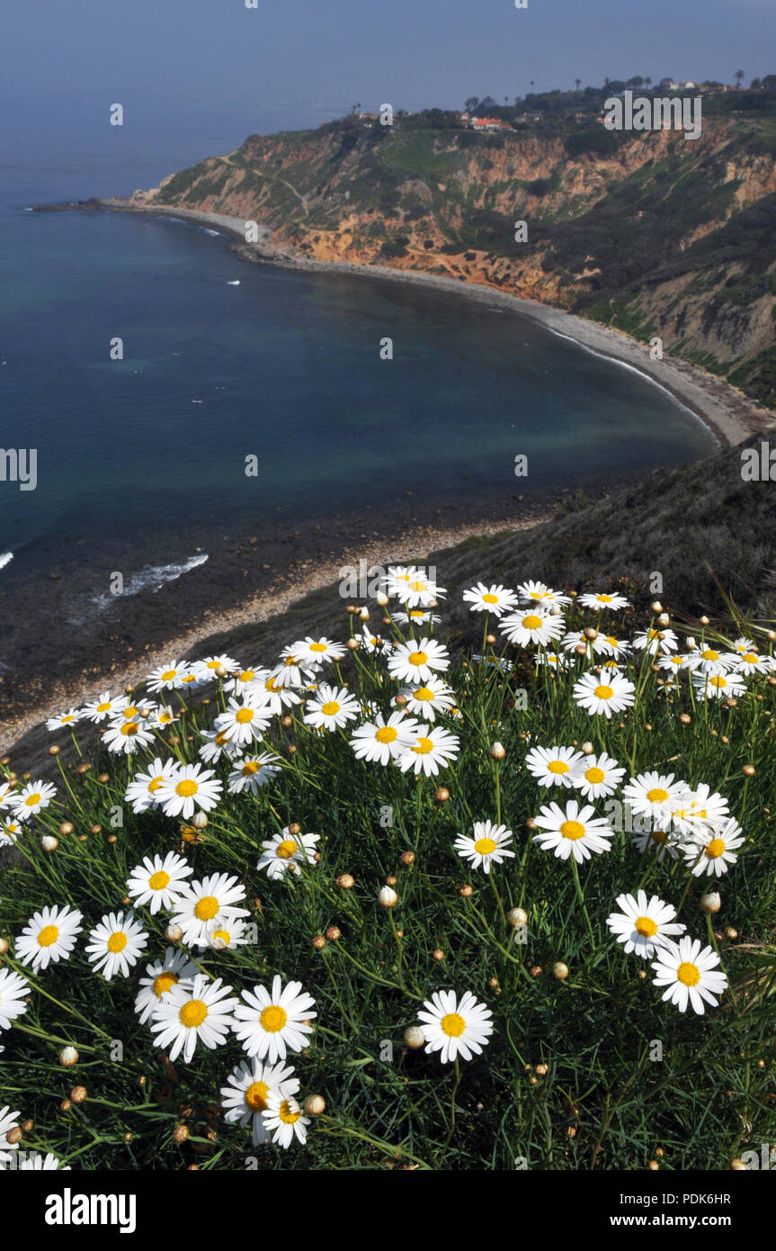 Primavera sbocciano fiori di campo sulla cima di una scogliera che guarda a Bluff Cove e Flat Rock punto nella comunità costiere di Palos Verdes Estates, California. Foto Stock